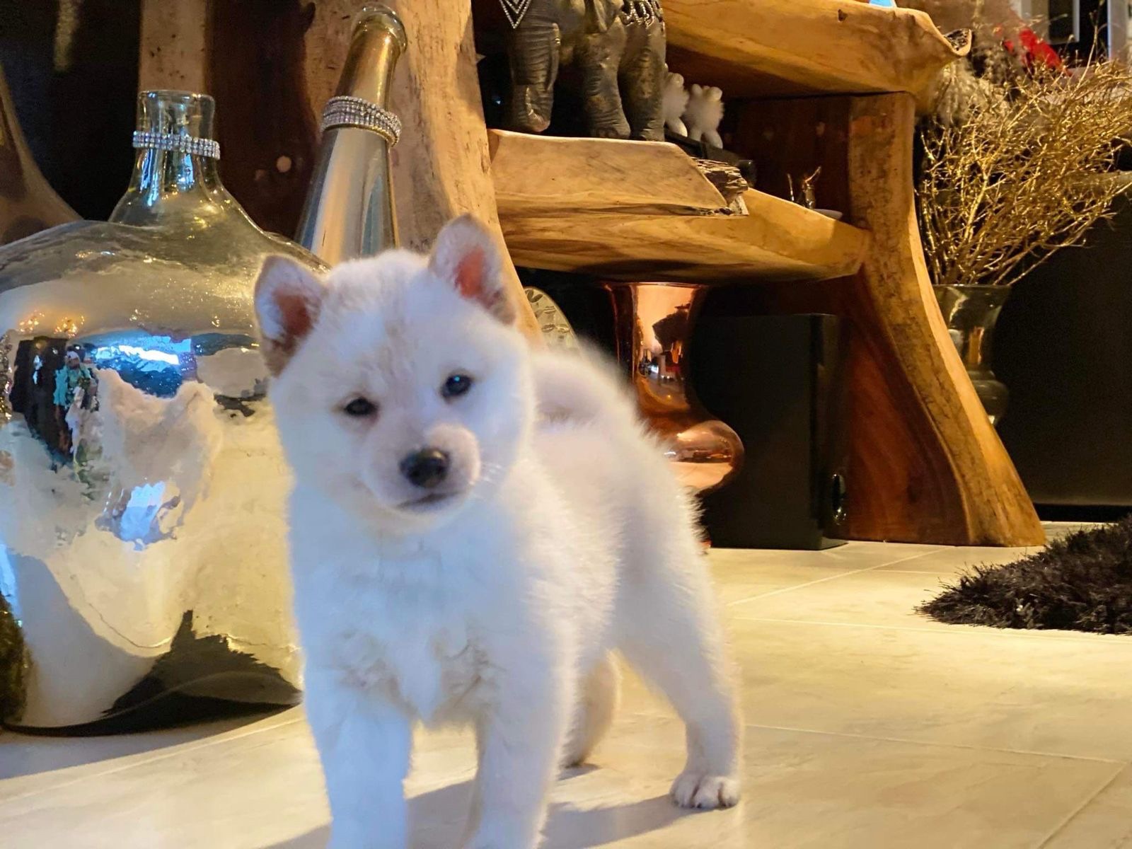 Cachorro blanco Shiba Inu