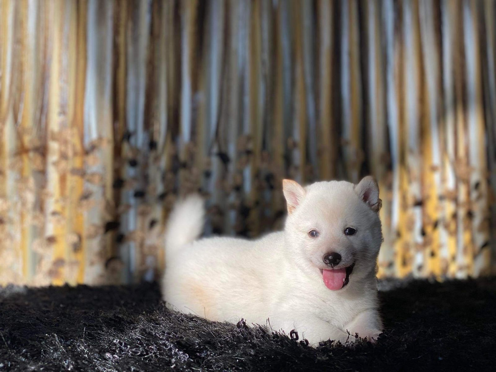 Cachorro Shiba Inu