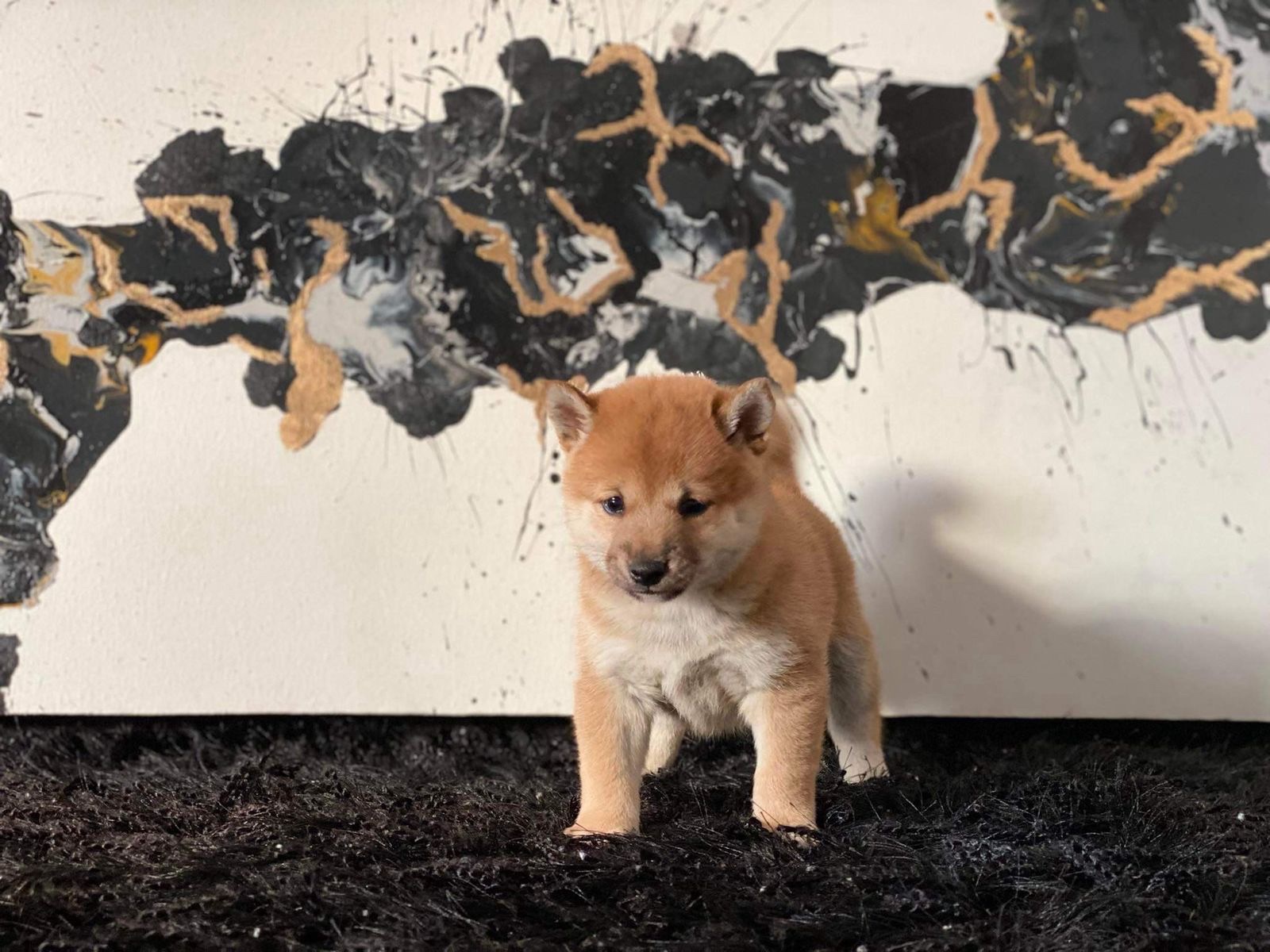 Cachorro Shiba Inu café