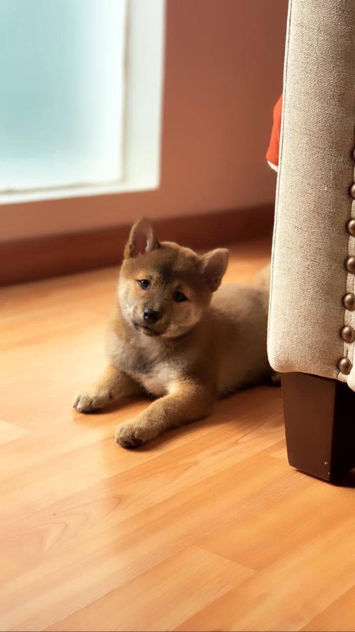 Cachorro Shiba Inu en piso