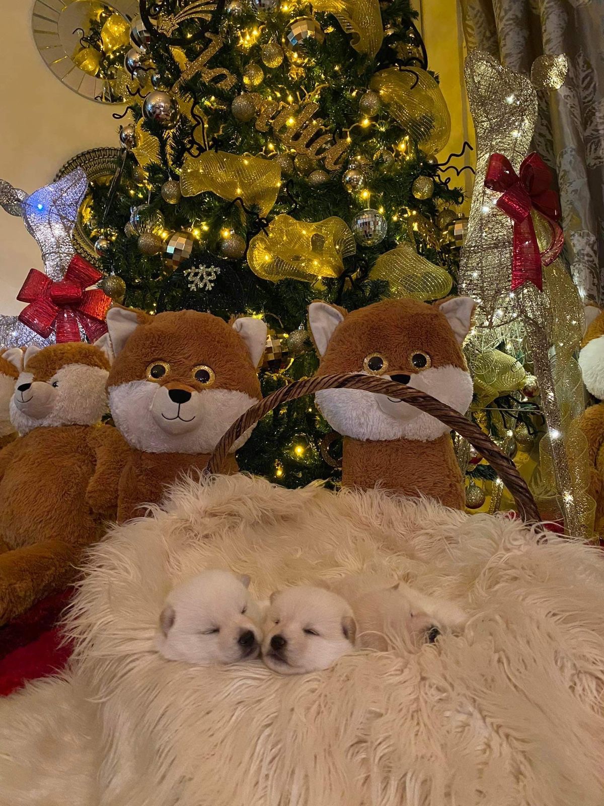 Cachorros Shiba Inu