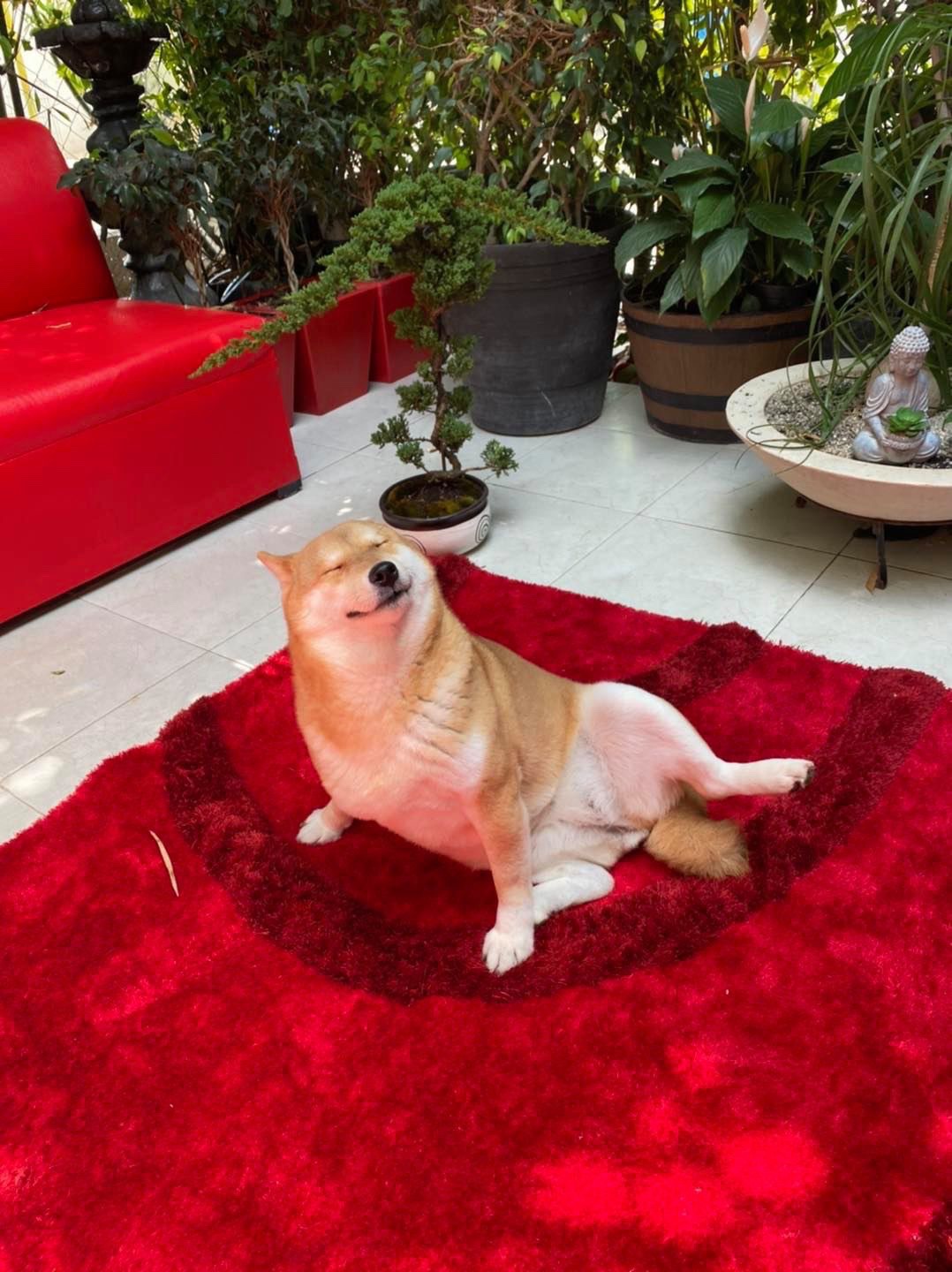 Shiba Inu descansando