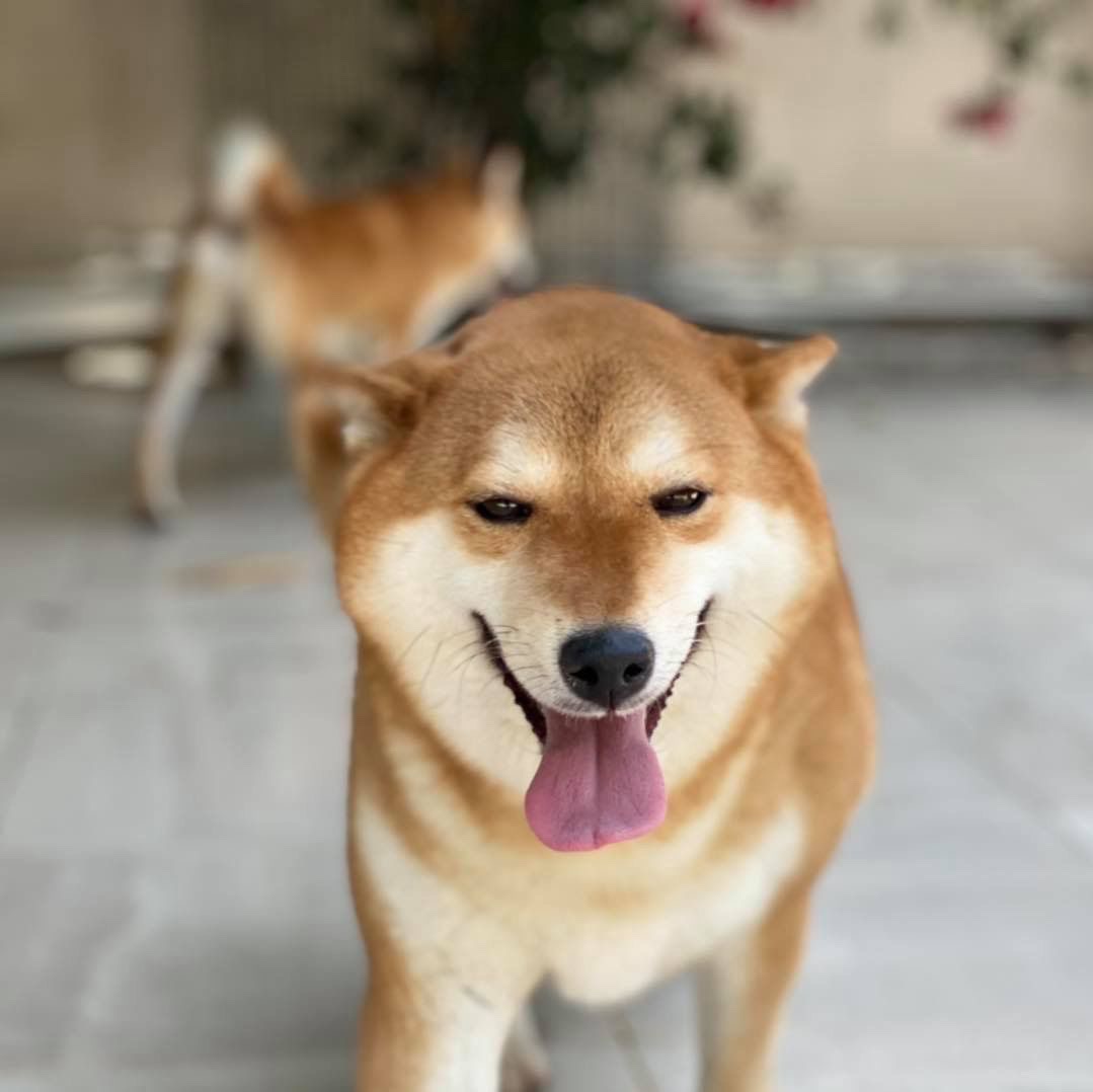 Shiba Inu feliz