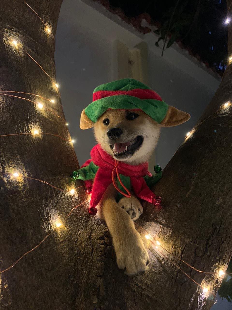 Shiba Inu con atuendo