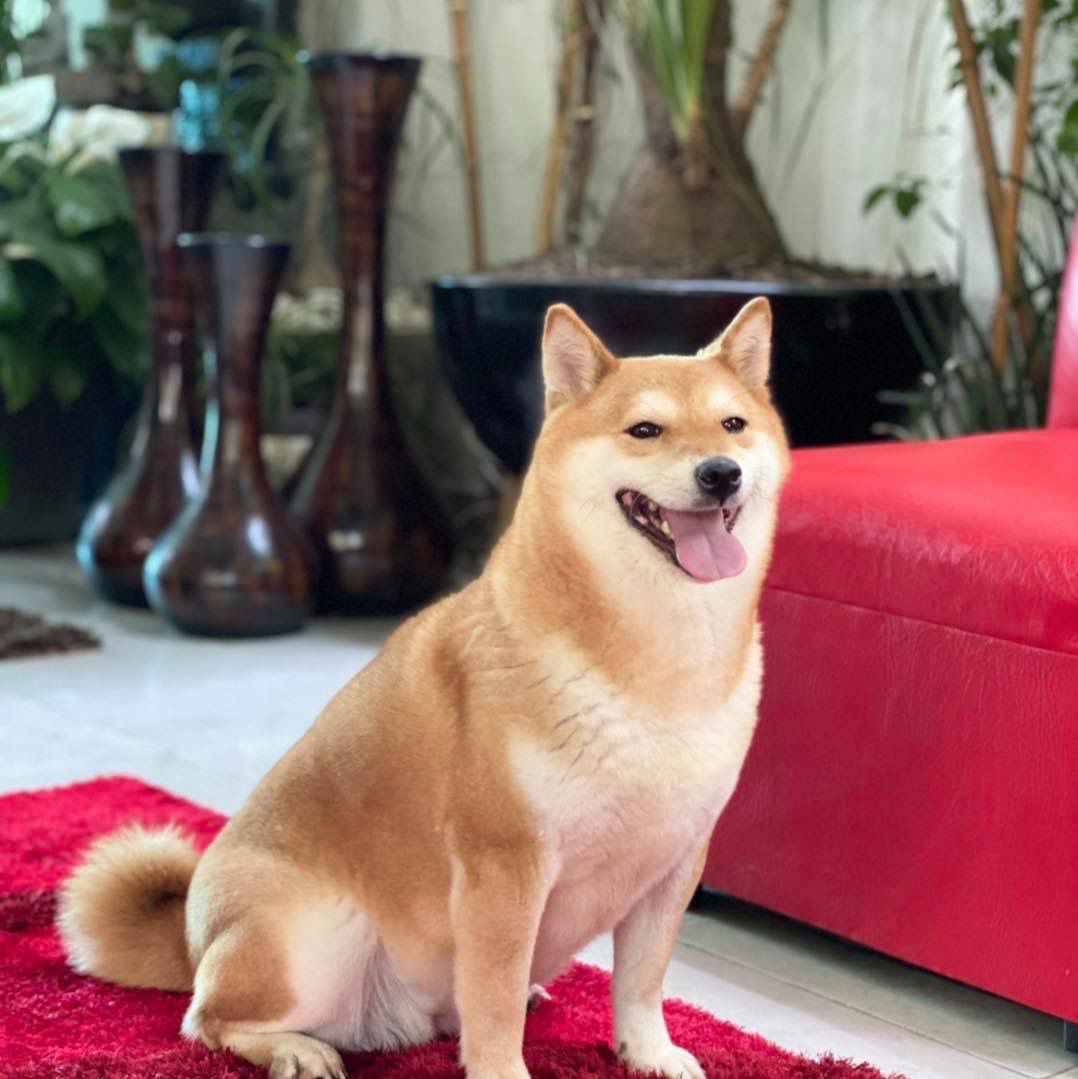Shiba Inu